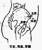 八會穴口訣|醫砭 » 中華針灸 » 八會穴